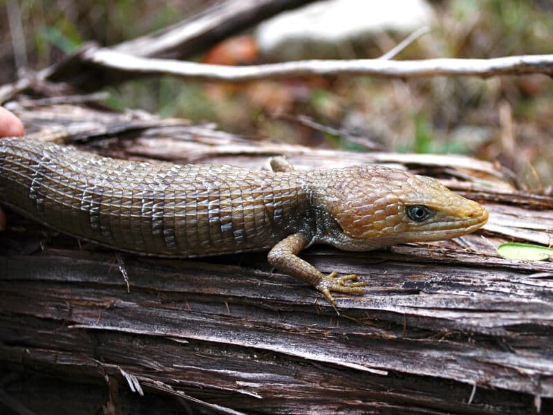 Alligator Lizard 