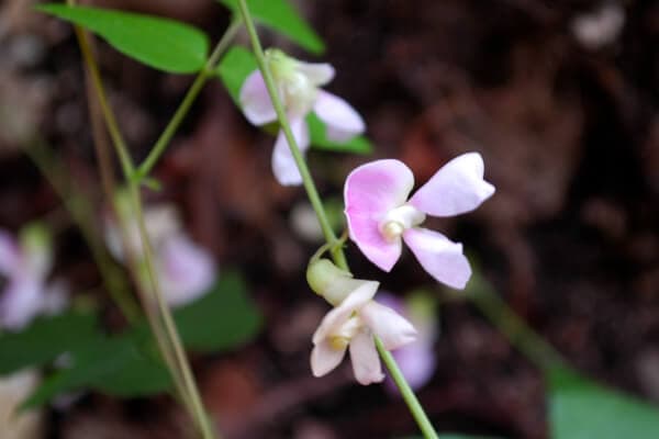 Boerne Bean