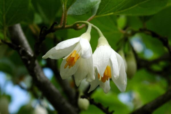 Texas Snowbells
