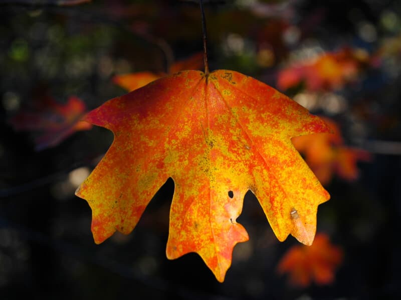 Bigtooth Maple Leaf