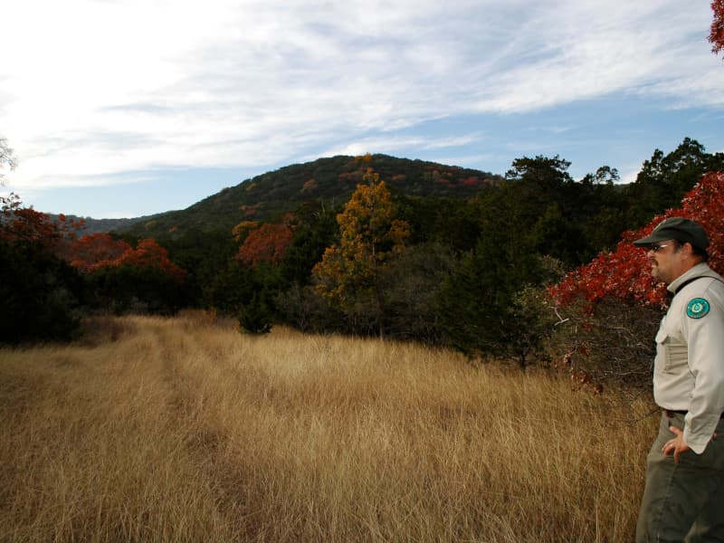 ABK maple trees in the hill country