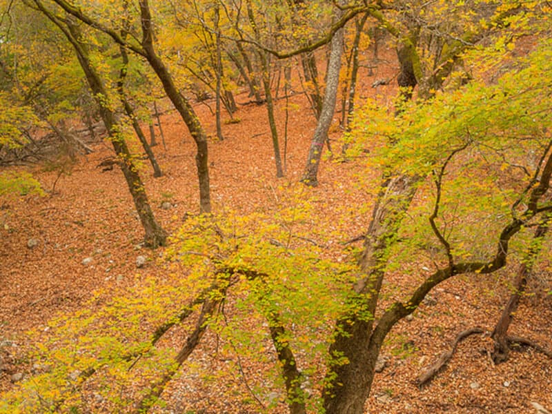Texas Canyon Maple Trees