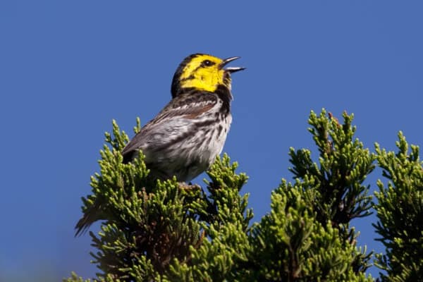 Golden-cheeked Warbler perched in a tree