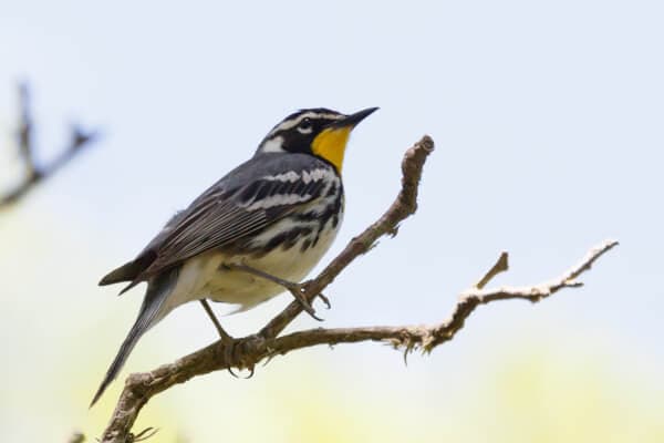 Yellow Throated Warbler perched on a branch