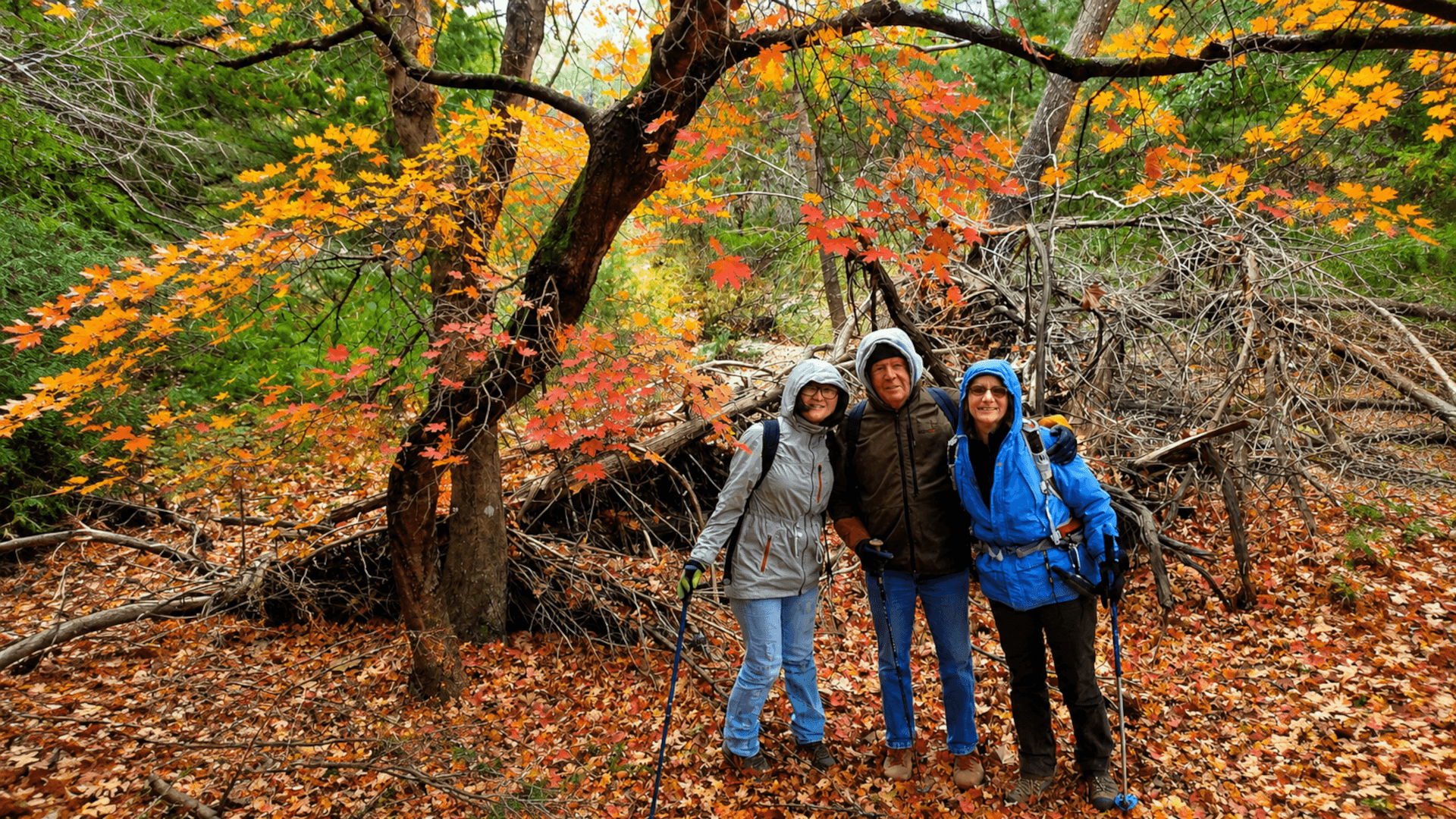 A family hiking in the maple trees